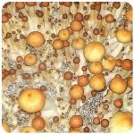 Псилоцибиновые (галлюциногенные)  грибы Psilocybin "Golden Teacher" в Краснозаводске