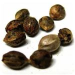 Семена марихуаны АК-47  (Seeds AK-47) в Краснозаводске